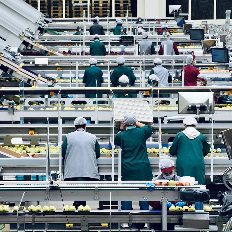 warehouse workers packing fruit